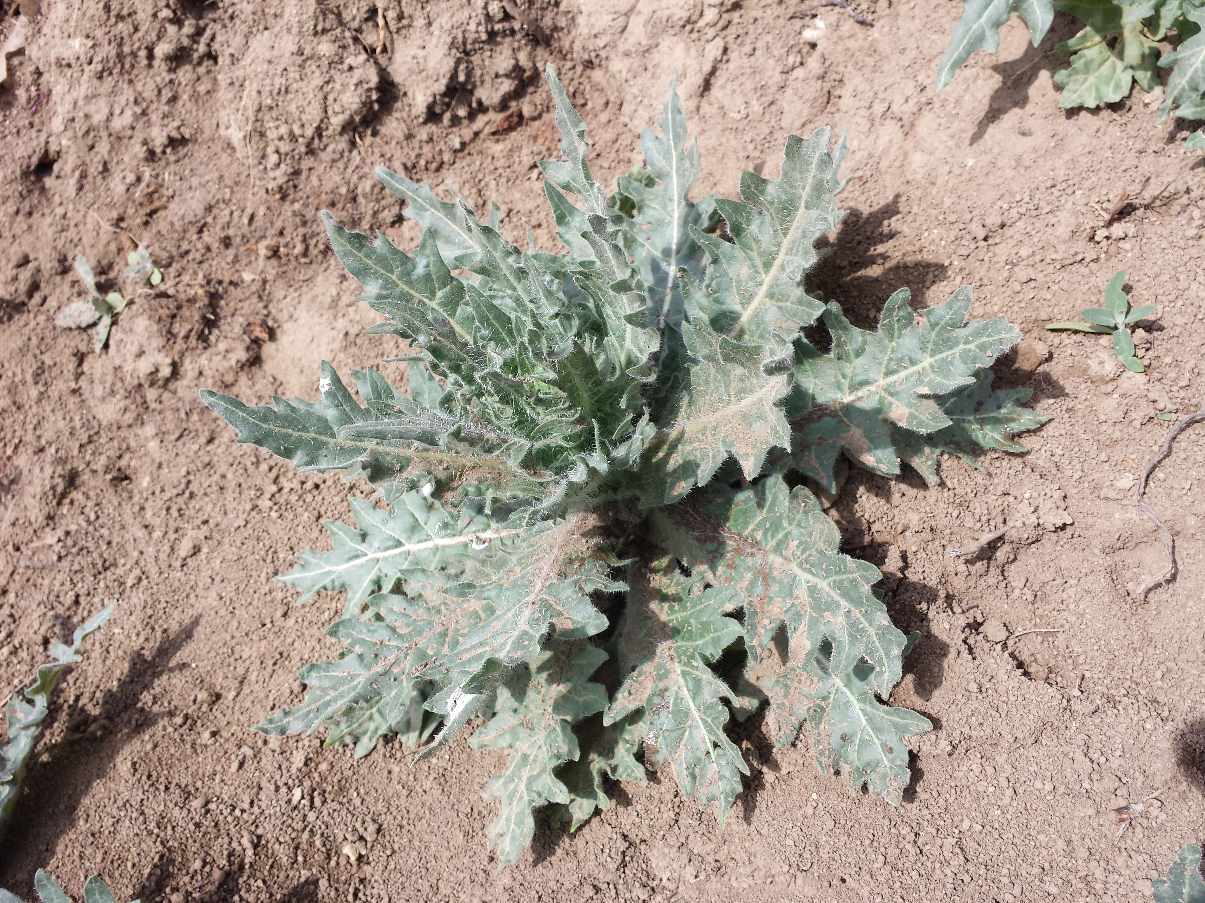 Image of black henbane