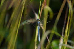 Image of Orthetrum luzonicum (Brauer 1868)