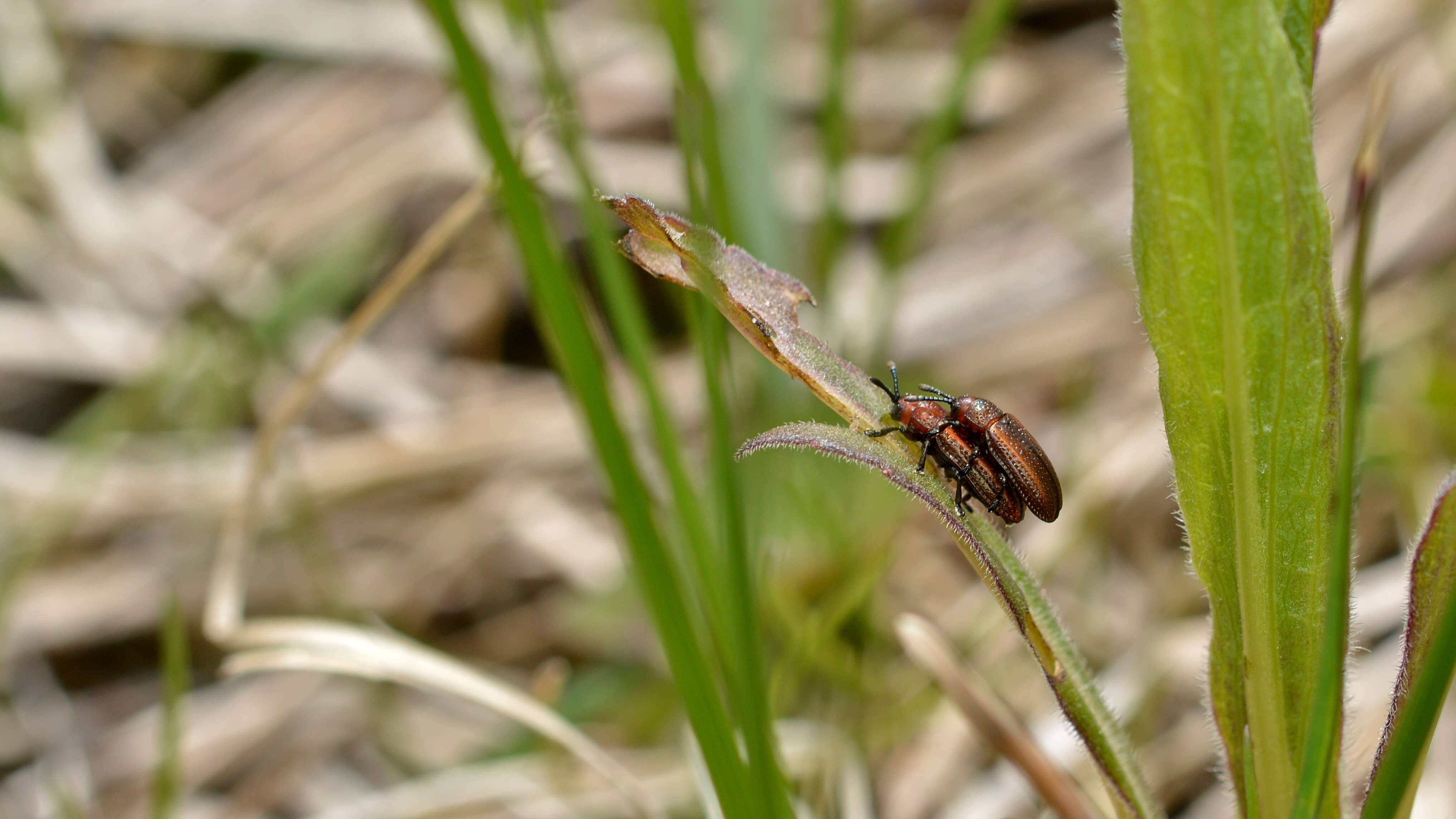 Microrhopala vittata (Fabricius 1798)的圖片