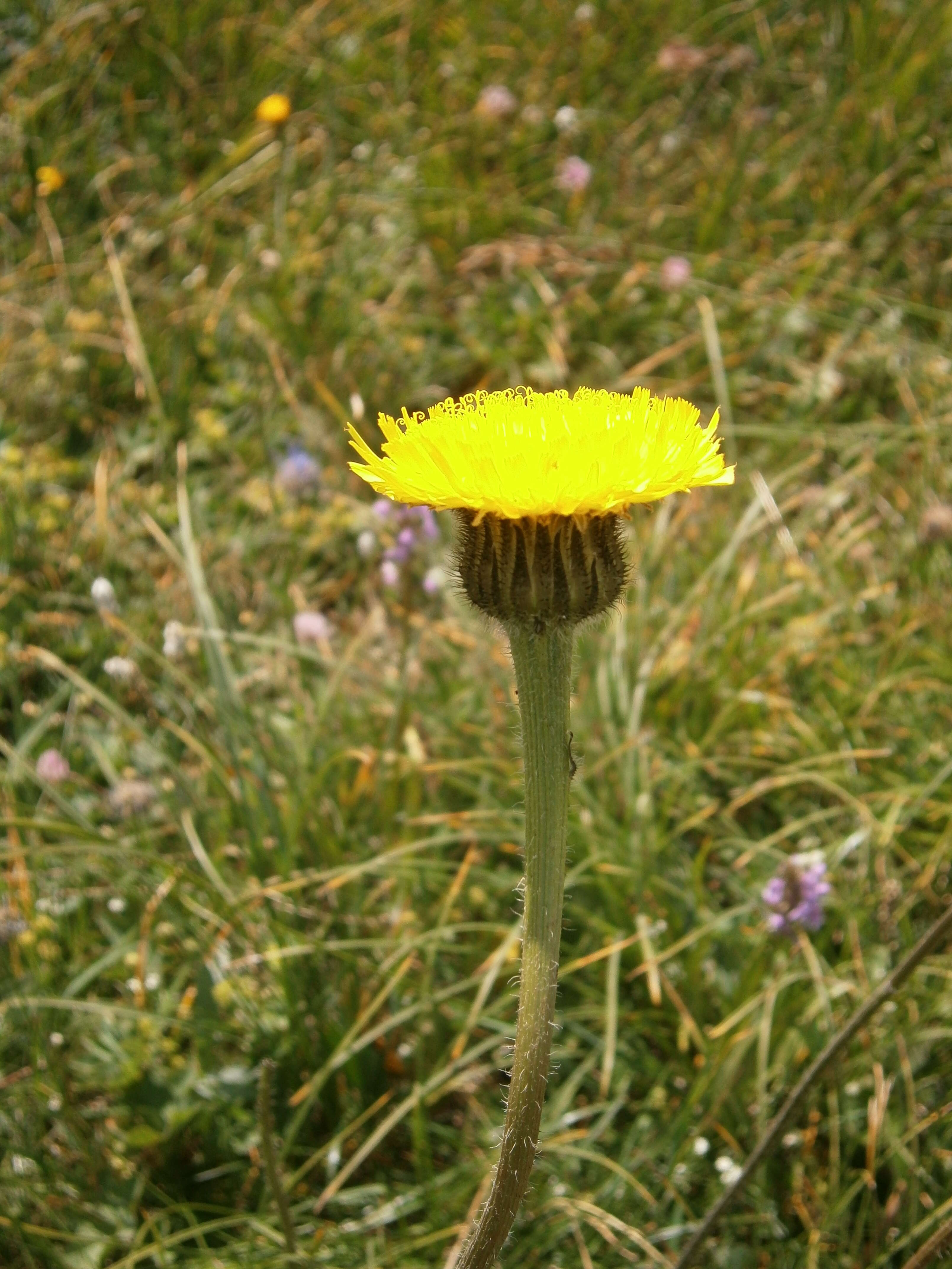 Image of Hypochaeris maculata L.