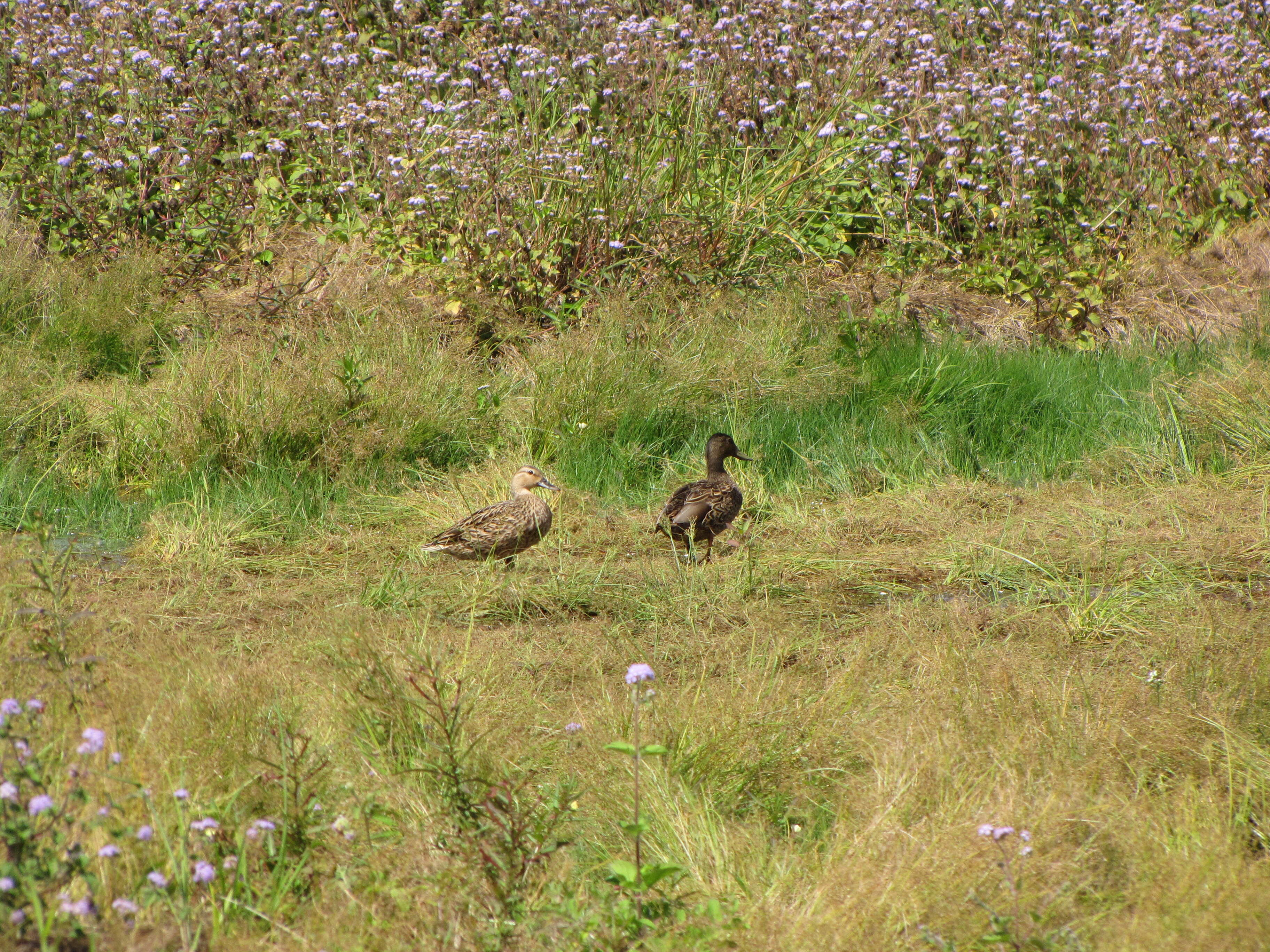 Image of Hawaiian Duck