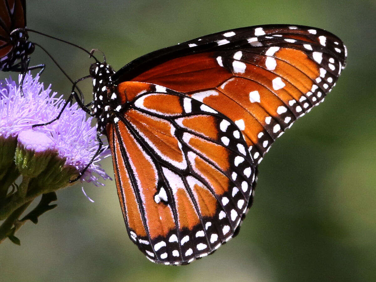 صورة Danaus (Anosia) gilippus Cramer 1775