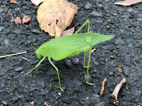 Image of Pterophylla