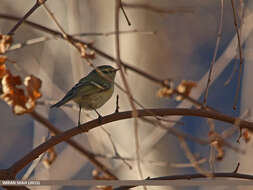 Phylloscopus chloronotus (Gray, JE, Gray & GR 1847) resmi