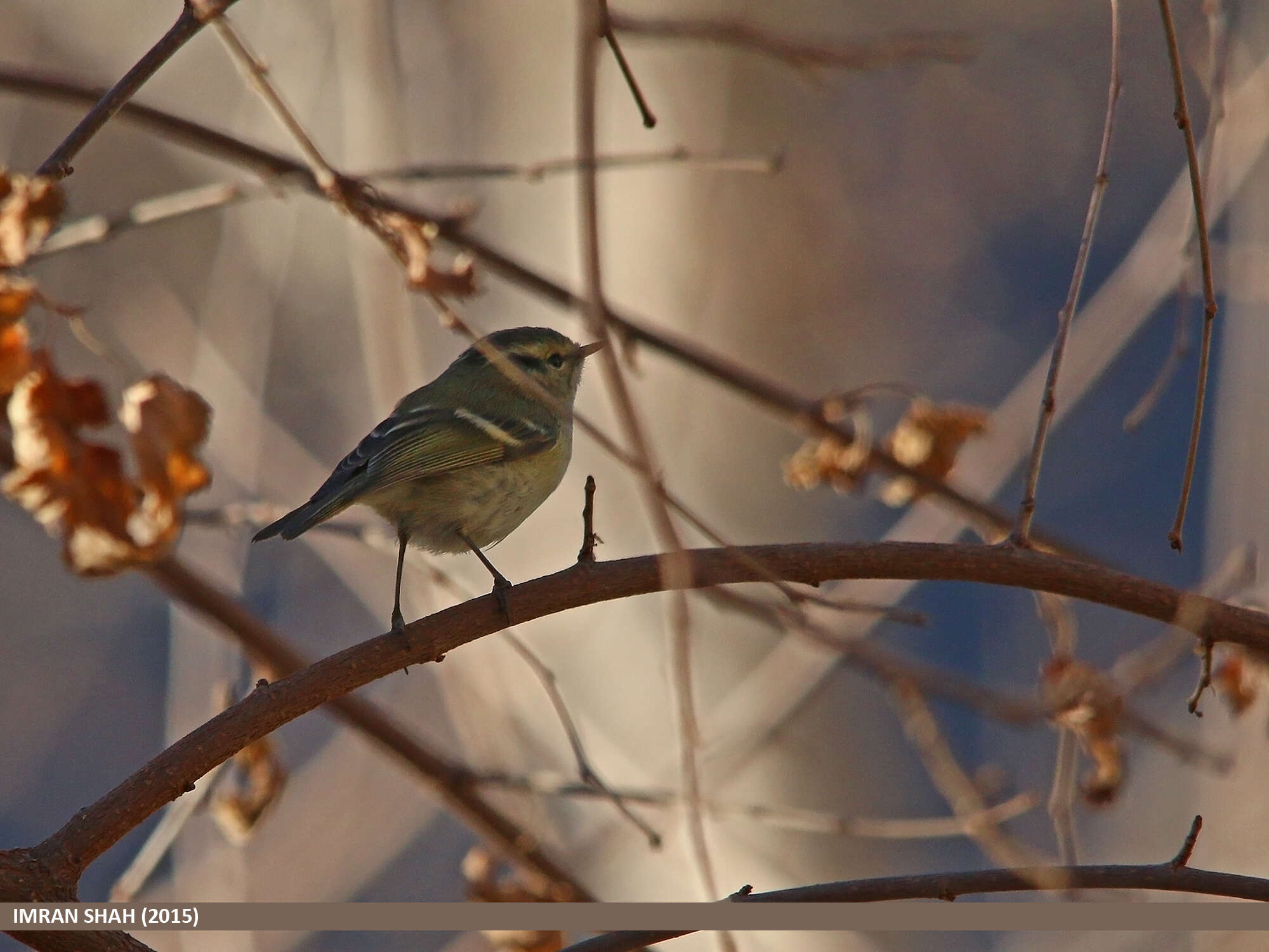 Слика од Phylloscopus chloronotus (Gray, JE, Gray & GR 1847)