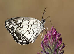 Imagem de Melanargia titea Klug 1832