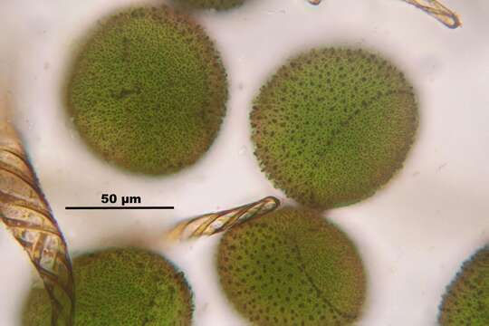 Image of Conocephalum salebrosum Szweyk., Buczk. & Odrzyk.