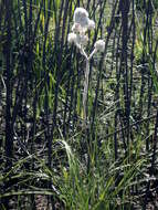 Image of Lanaria lanata (L.) T. Durand & Schinz