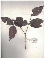 Image of Salacia chinensis L.