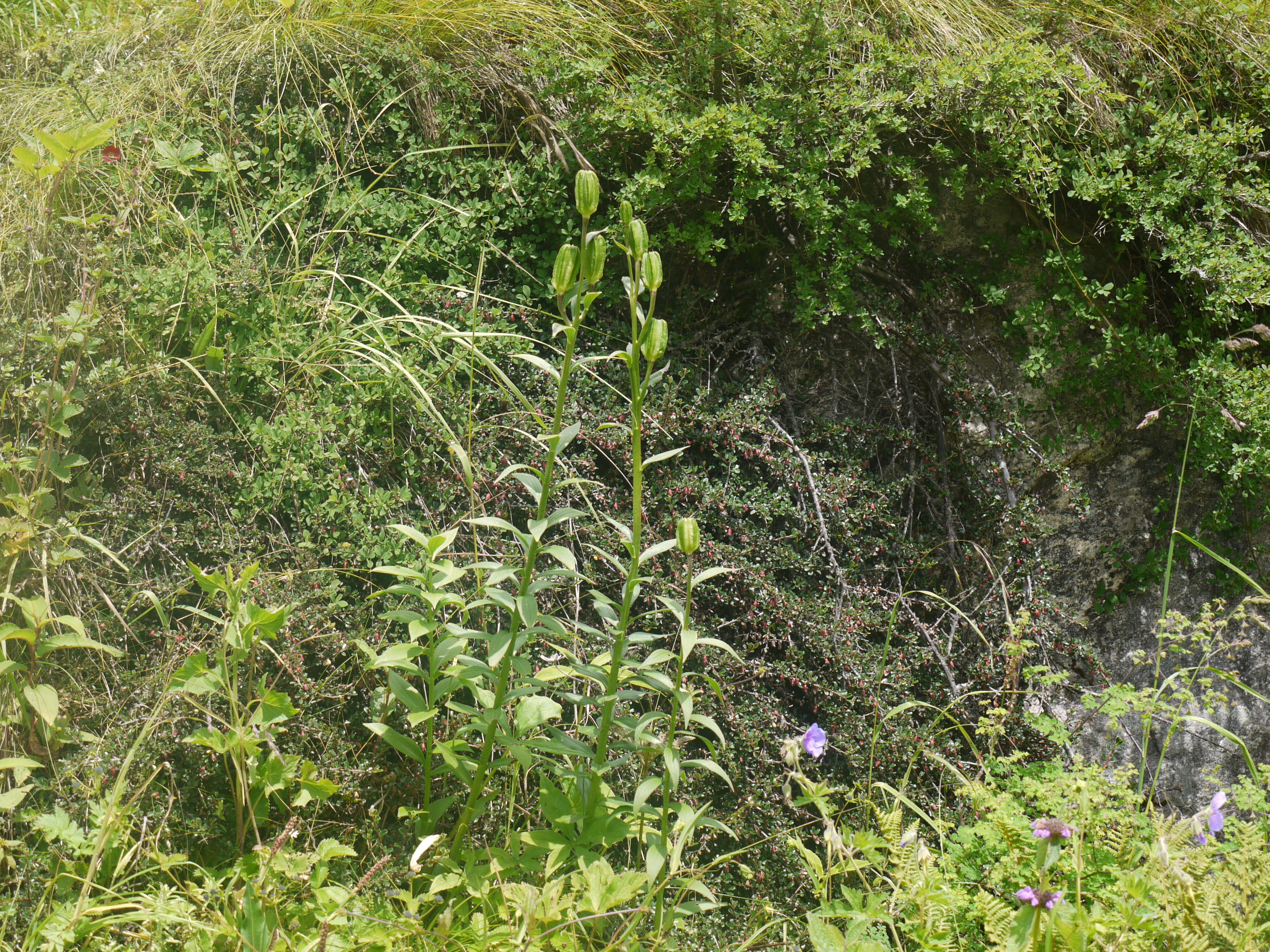 Lilium polyphyllum D. Don的圖片