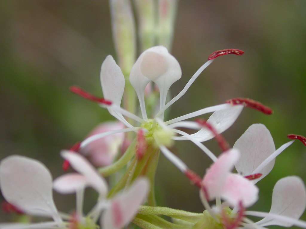 Image of scarlet beeblossom