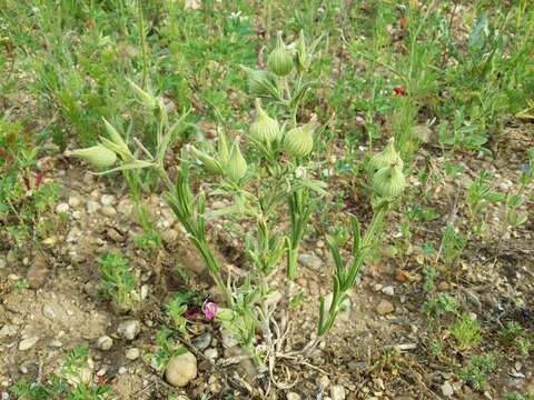 Image de Silene conoidea L.