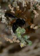 Image of Thymelaea hirsuta (L.) Endl.