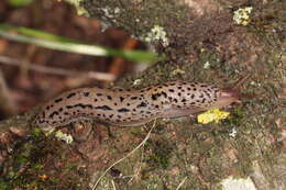 Image de Limax Linnaeus 1758