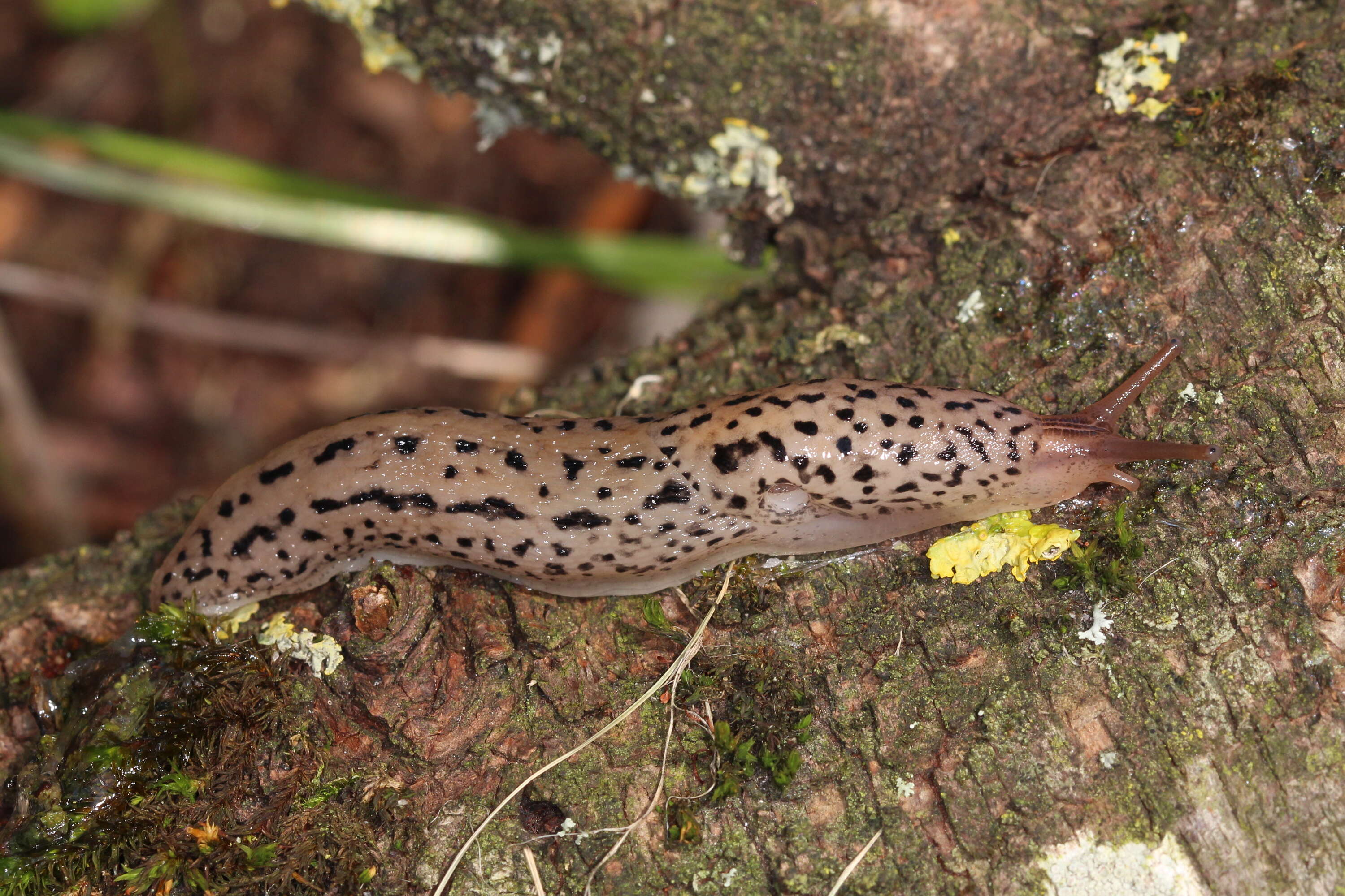 Image de Limax Linnaeus 1758