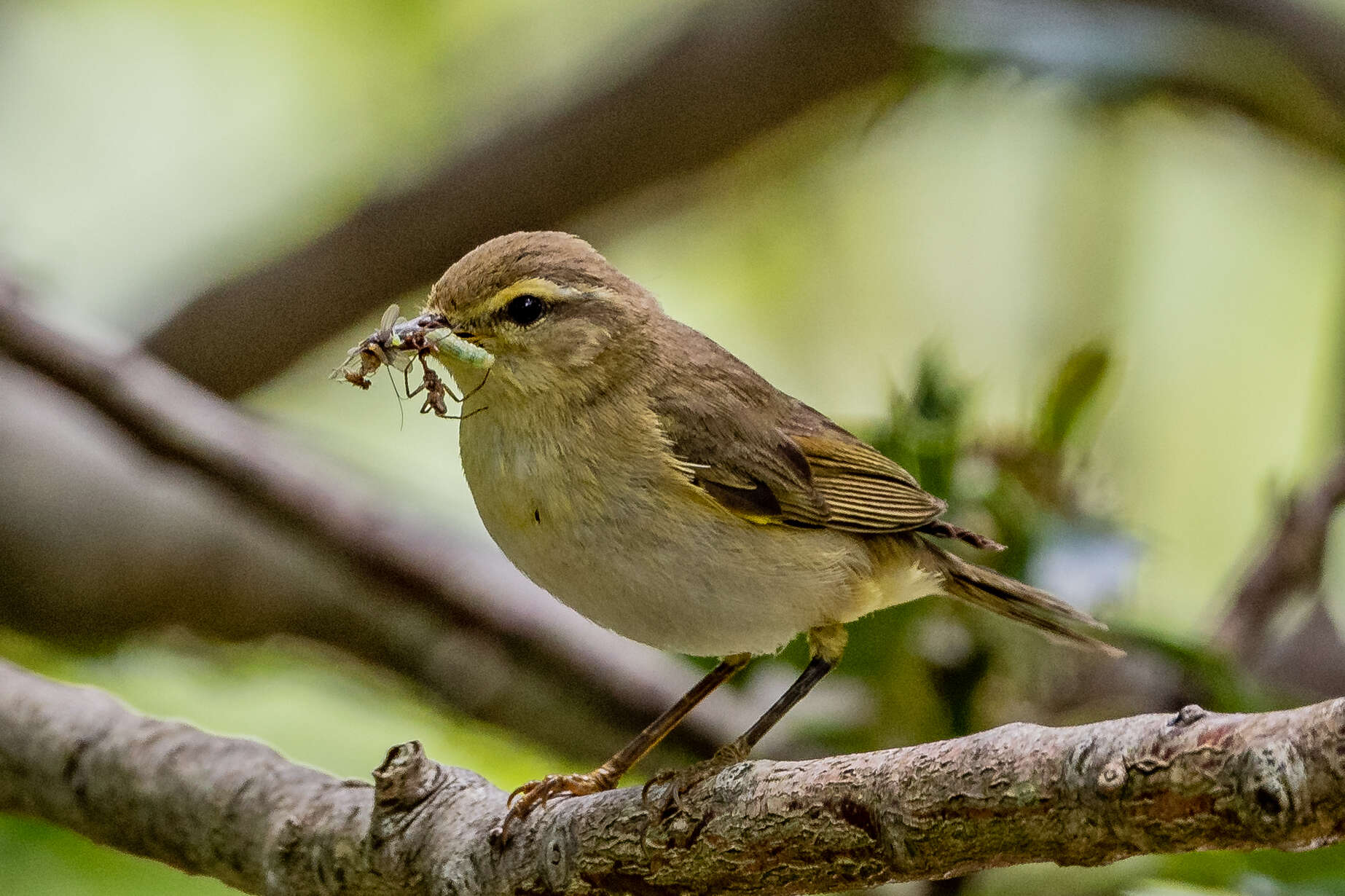 Image of Willow Warbler