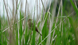 Image of Common Grasshopper Warbler