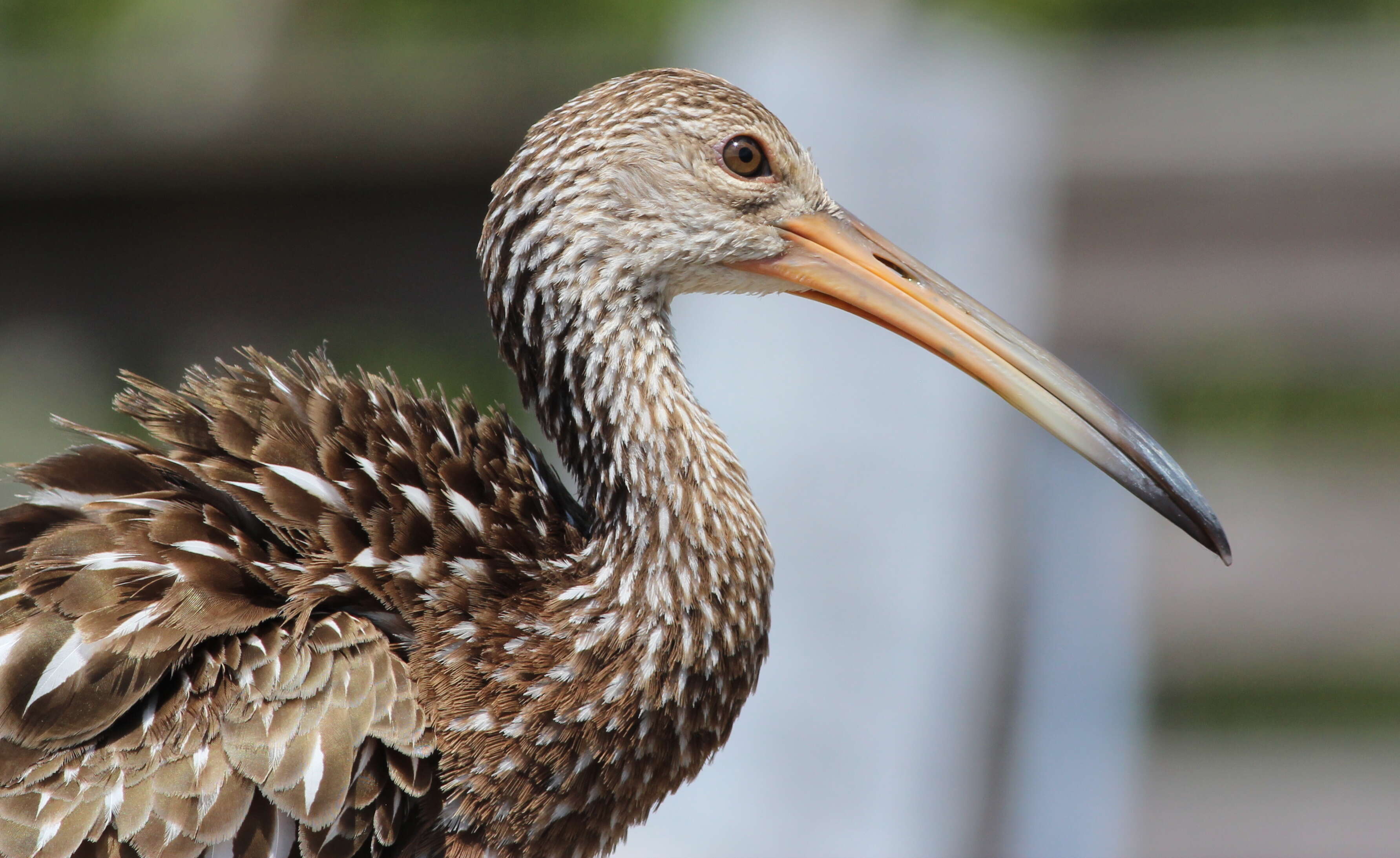 Image of limpkins