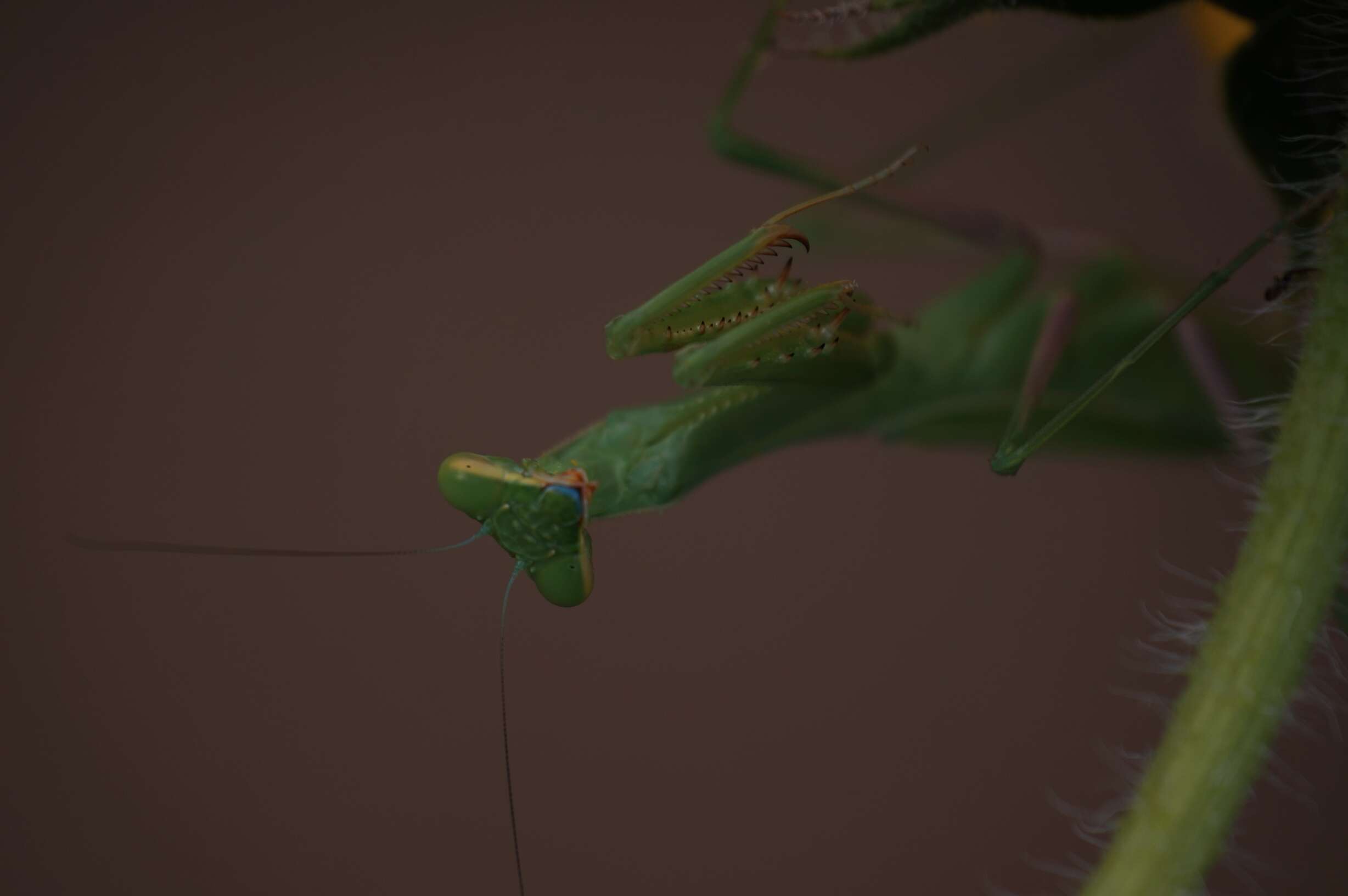 Image of Stagmomantis