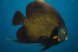 Image of Angelfish