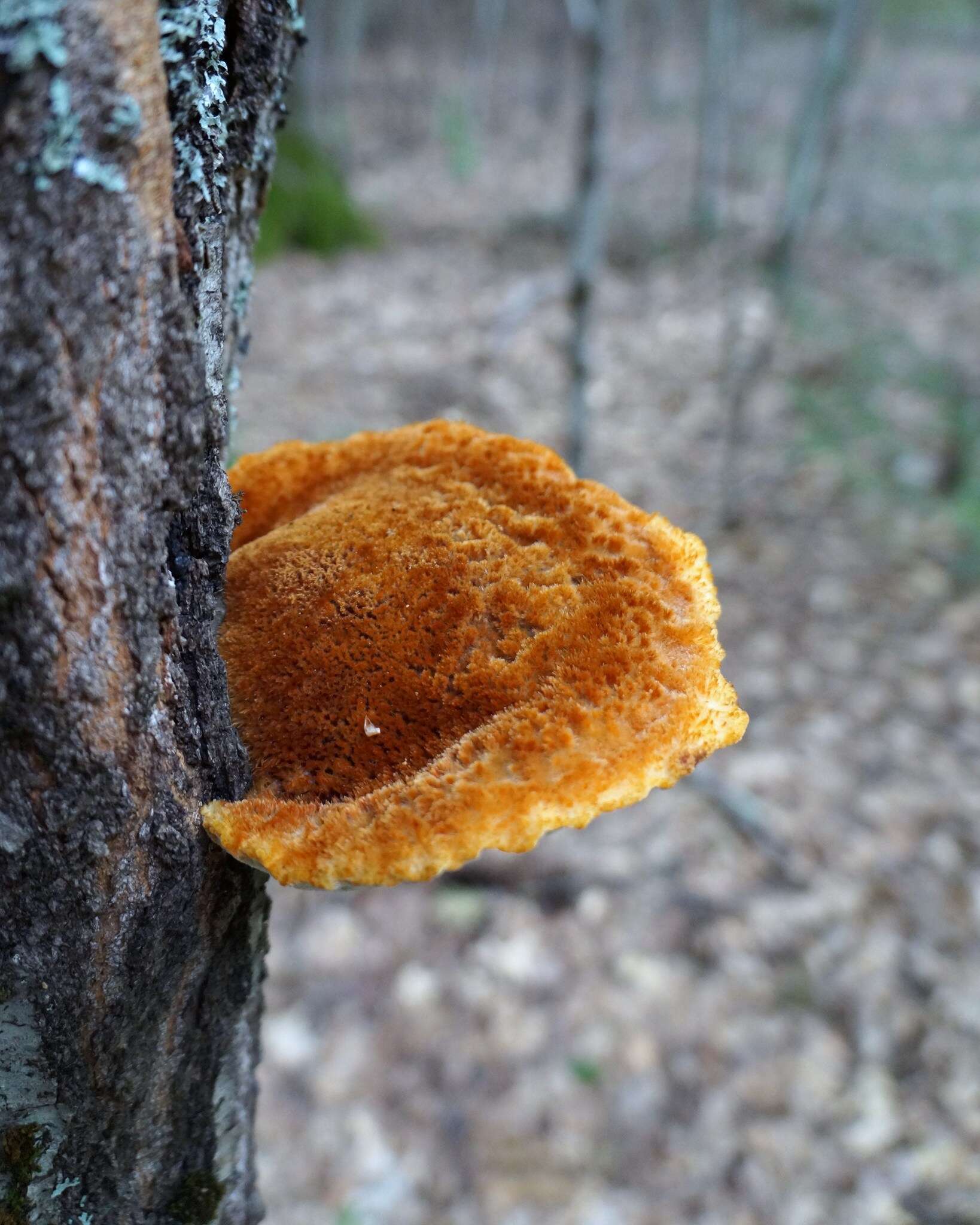 Image de Polypore hérissé