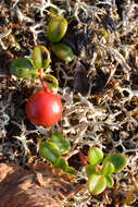 Image of lingonberry