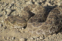 Image of Prairie Rattlesnake