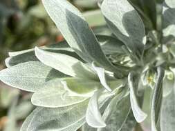 صورة Eremophila glabra (R. Br.) Ostenf.