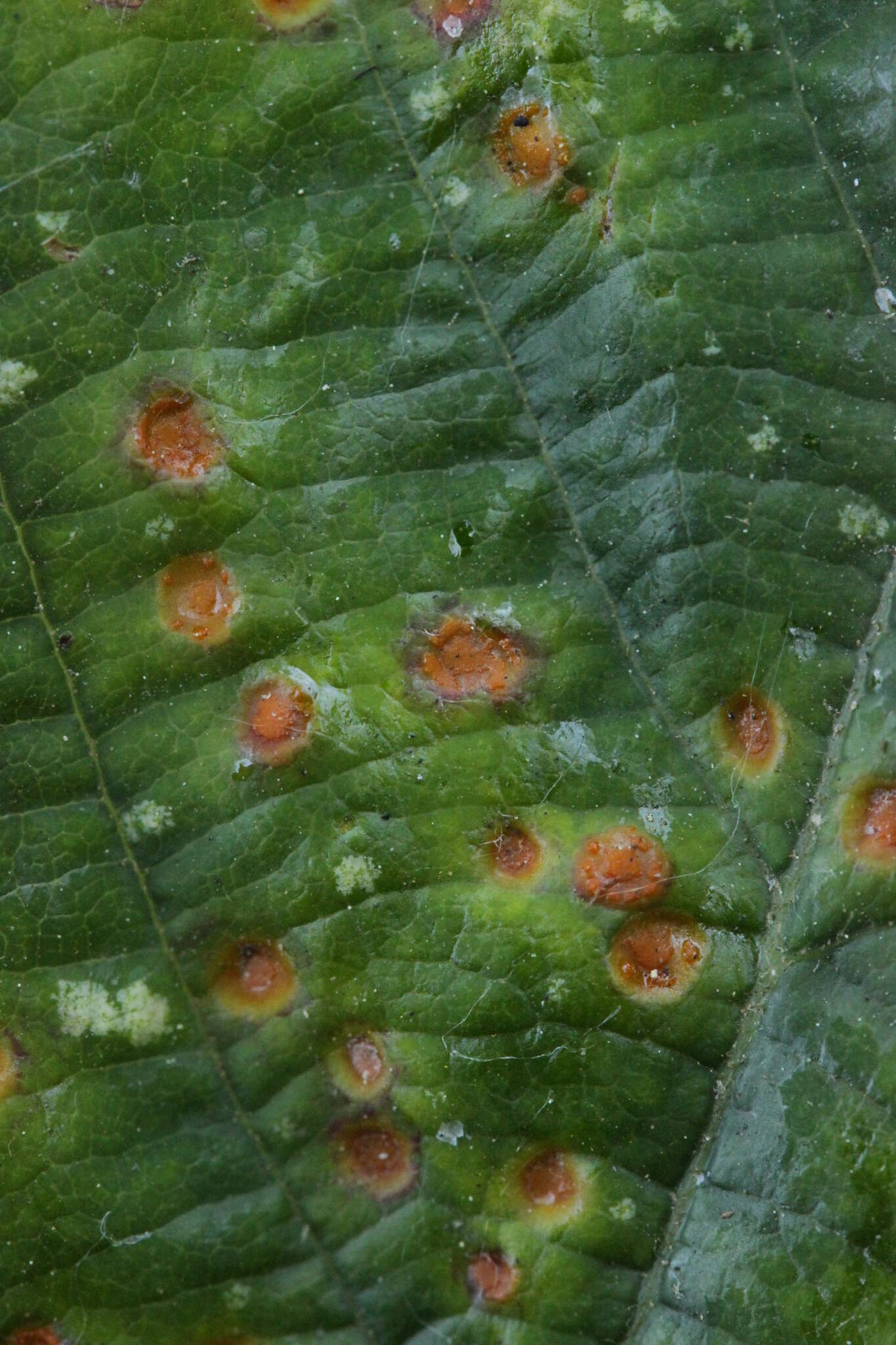 Image of Phragmidium violaceum (Schultz) G. Winter 1880