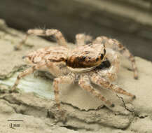 Image of Gray Wall Jumper