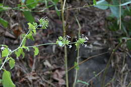 Image of wild leadwort