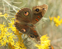 Image of Junonia nigrosuffusa Barnes & McDunnough 1916