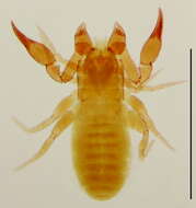 Image of Lechytiinae Chamberlin 1929