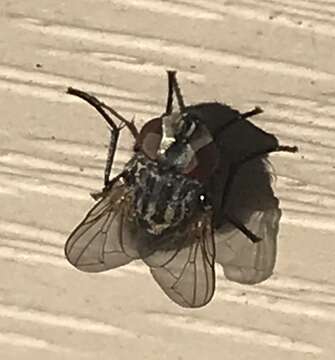 Image of Face Fly