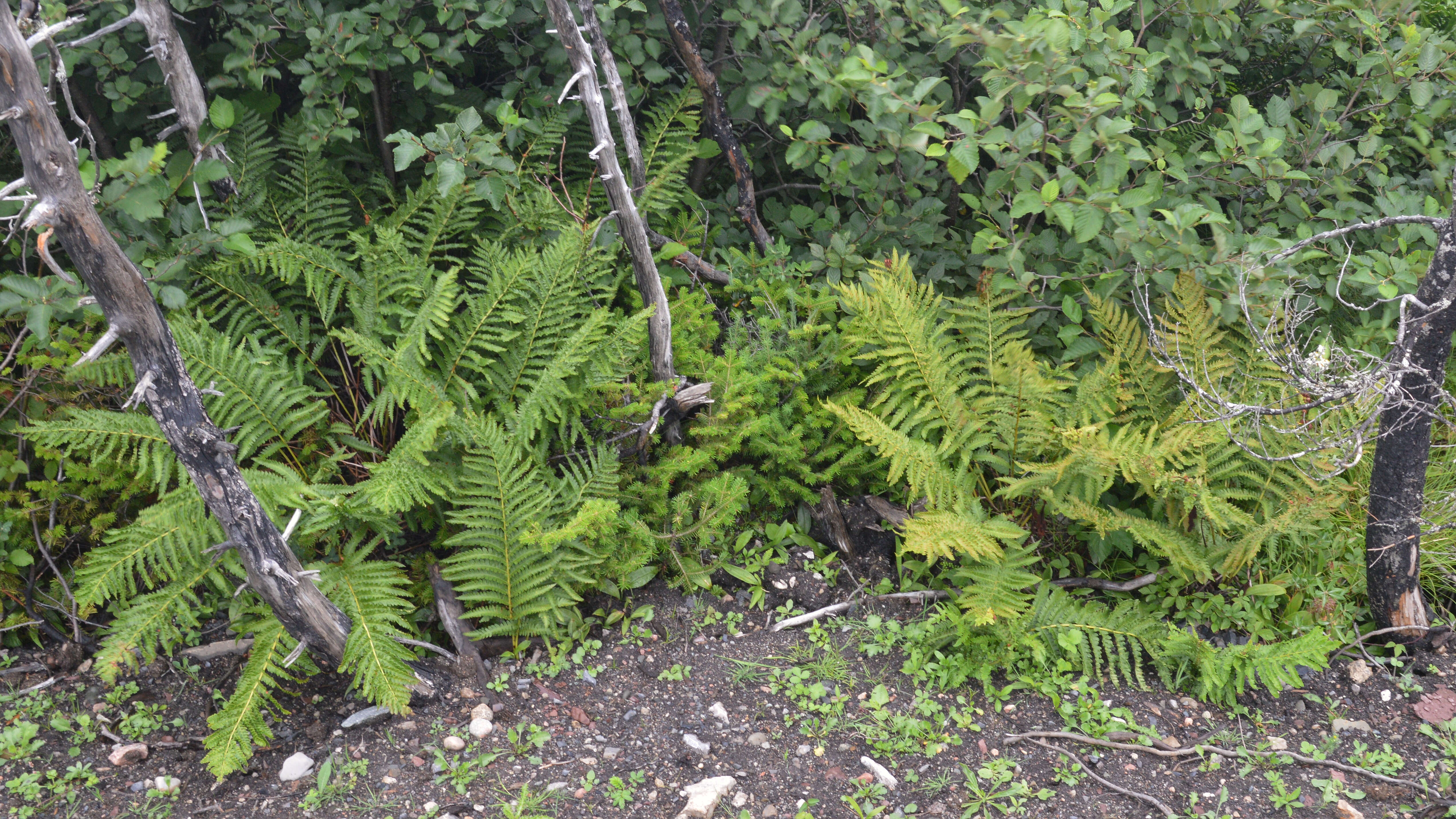 Image of Osmundastrum cinnamomeum Presl