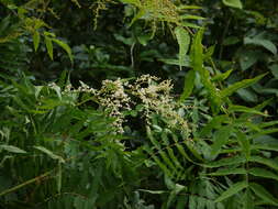 Image of Himalayan sorbaria