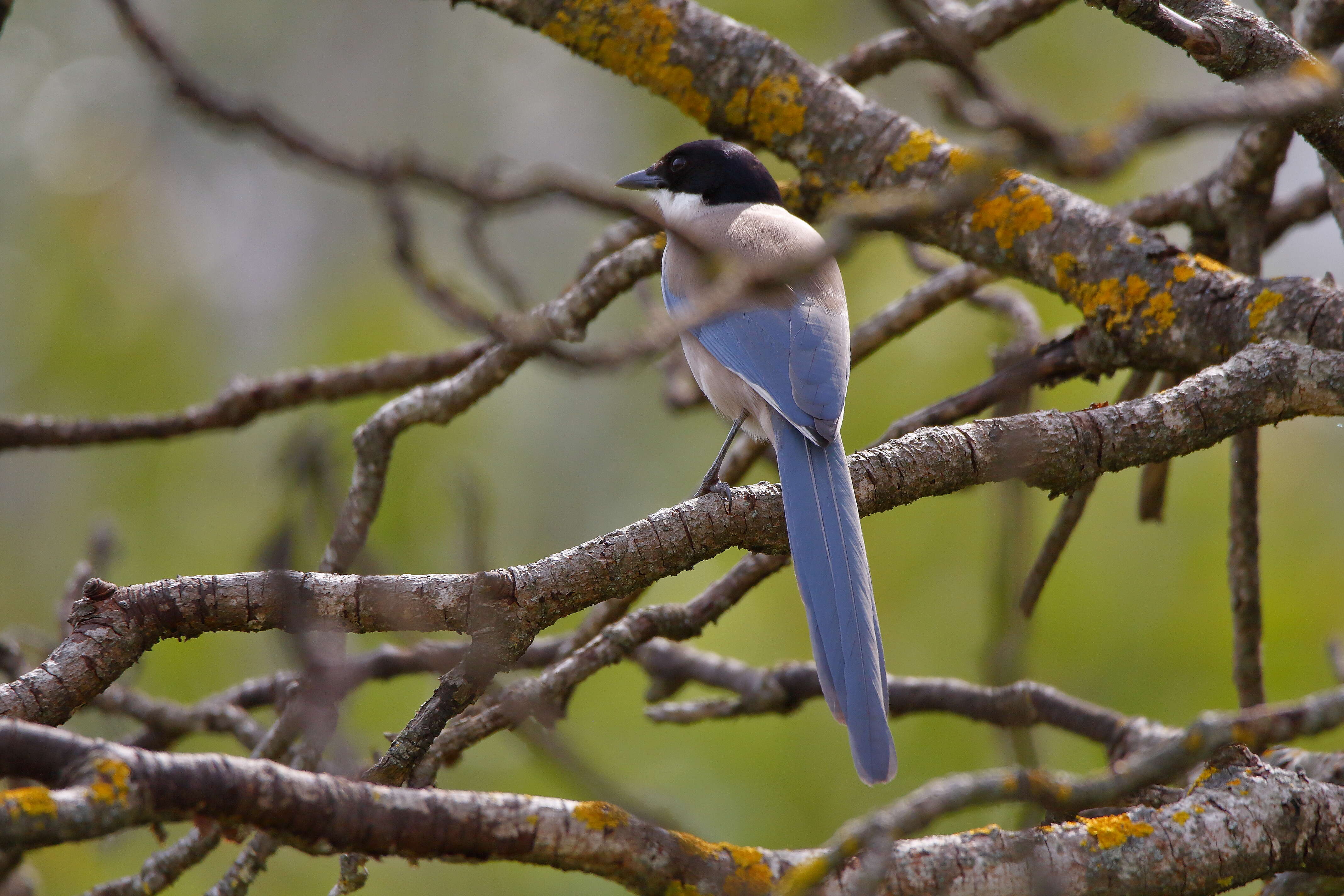 Image of Iberian Magpie