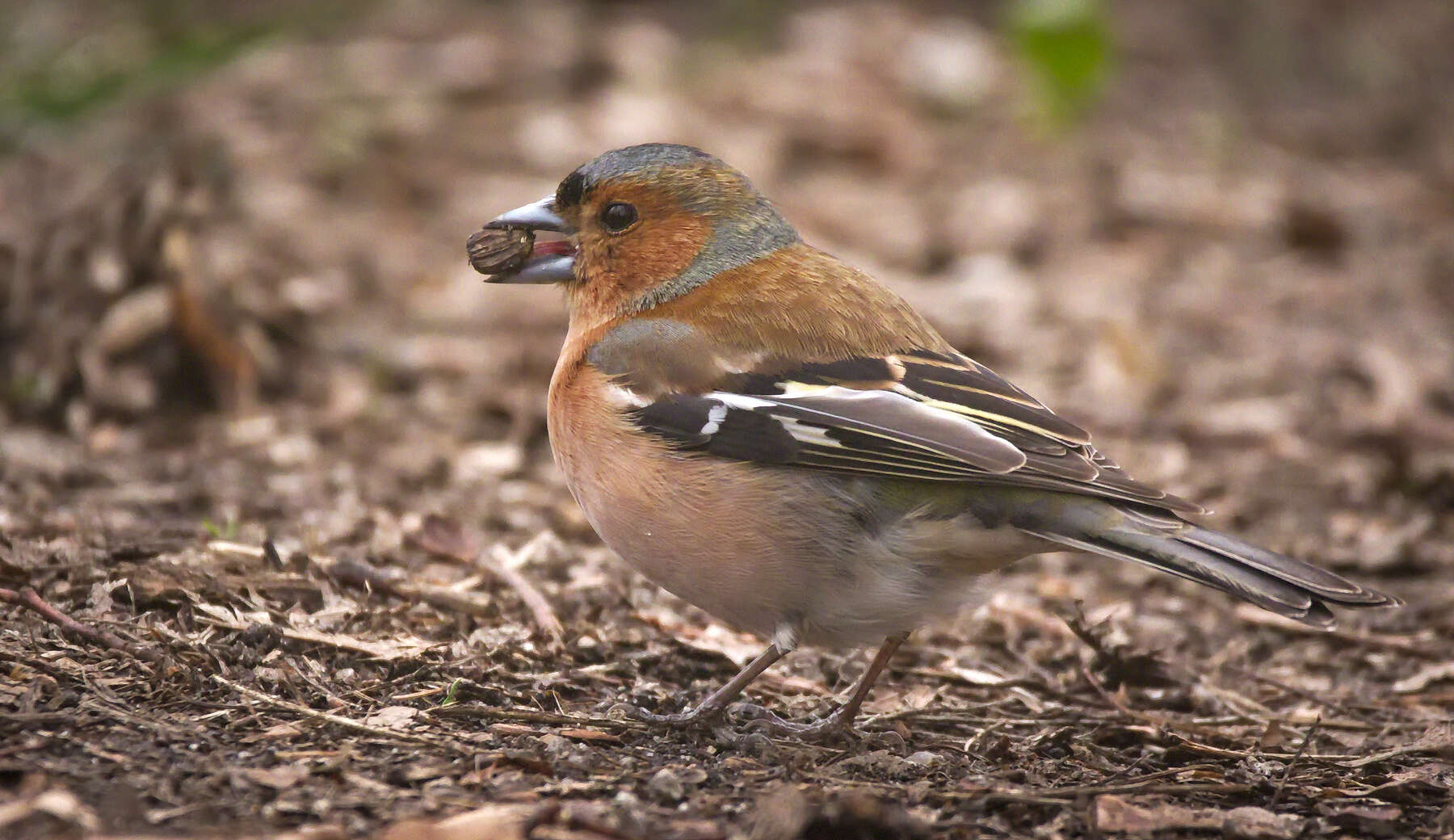 Image of Fringilla Linnaeus 1758