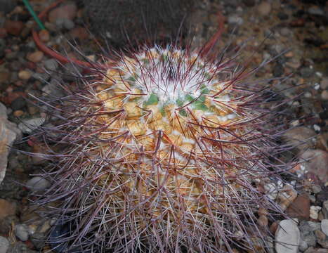 Image of Mammillaria grusonii Runge