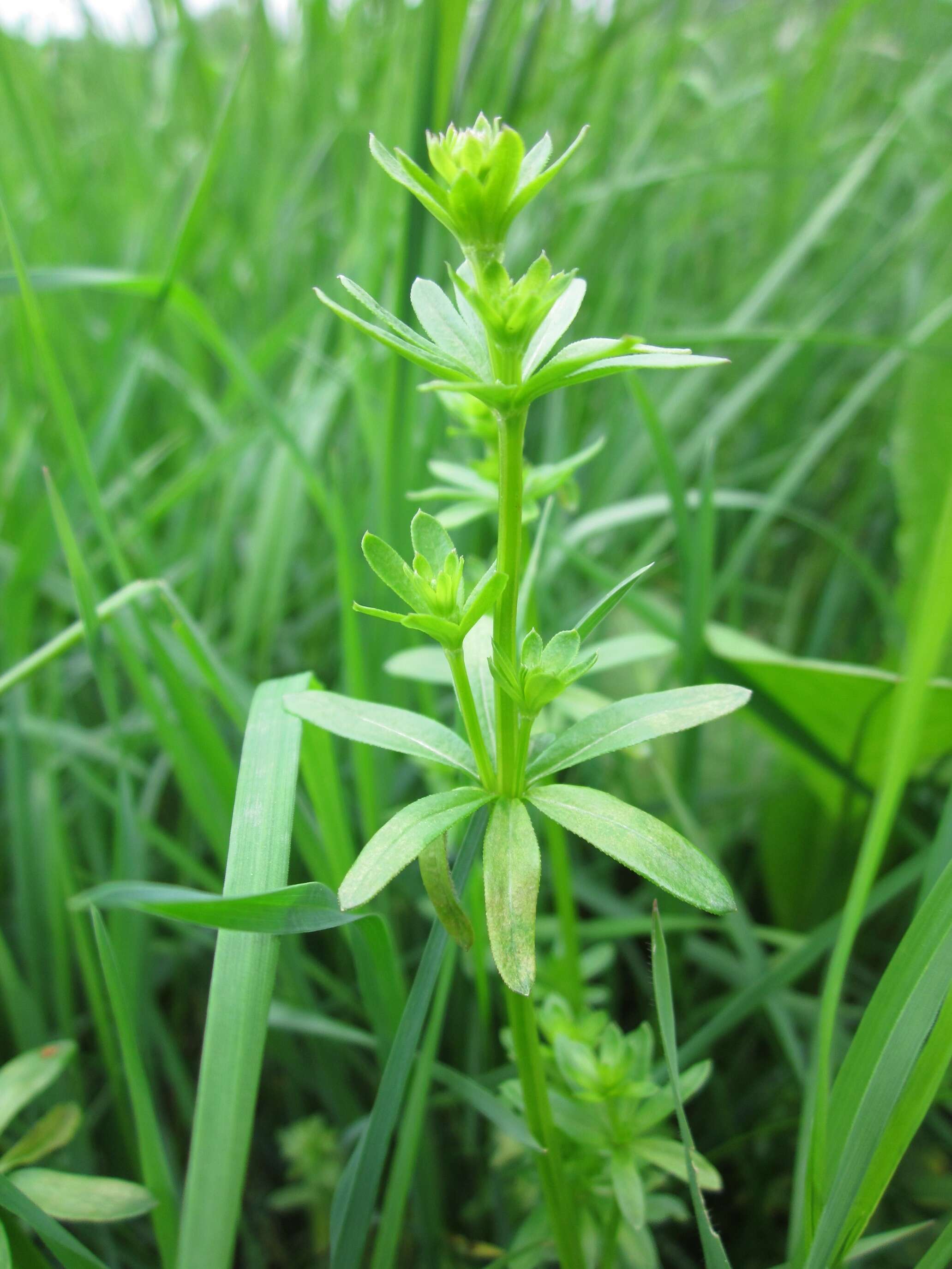 Image of White bedstraw