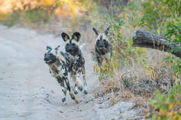 Image of African Hunting Dog