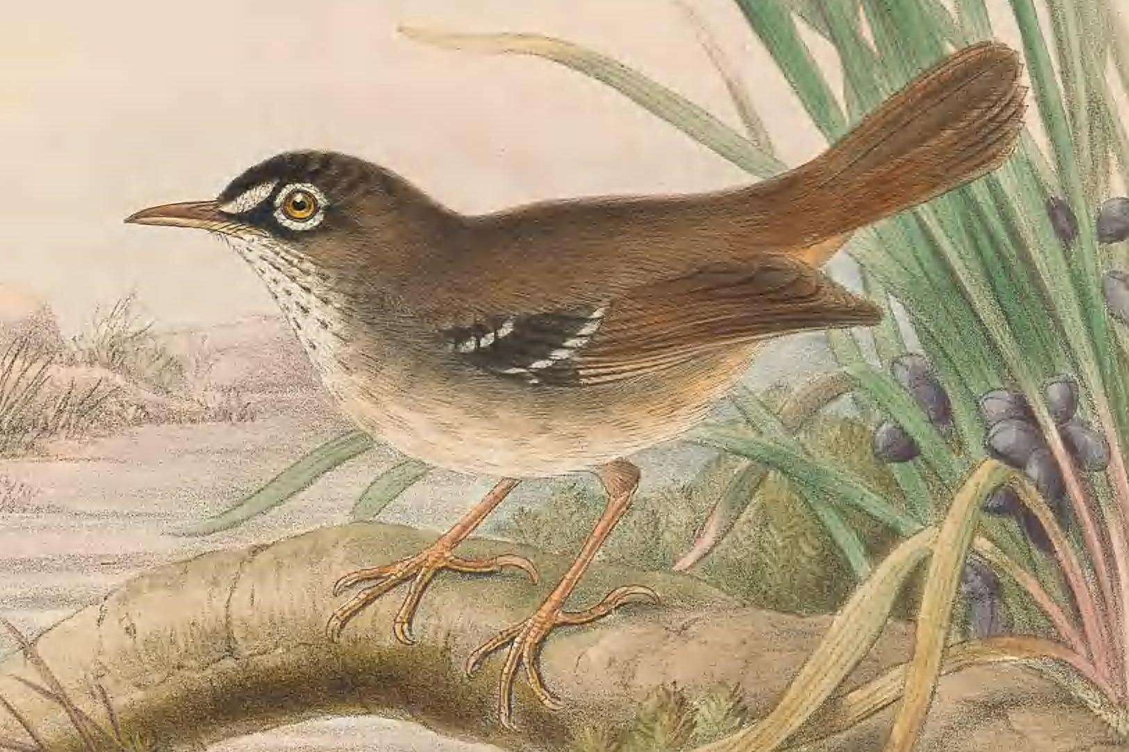 Image of Beccari's Scrubwren