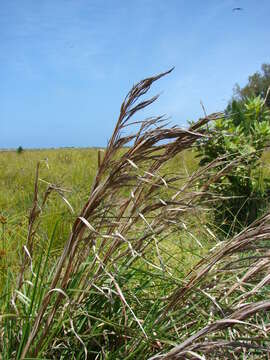 Image of bushy bluestem