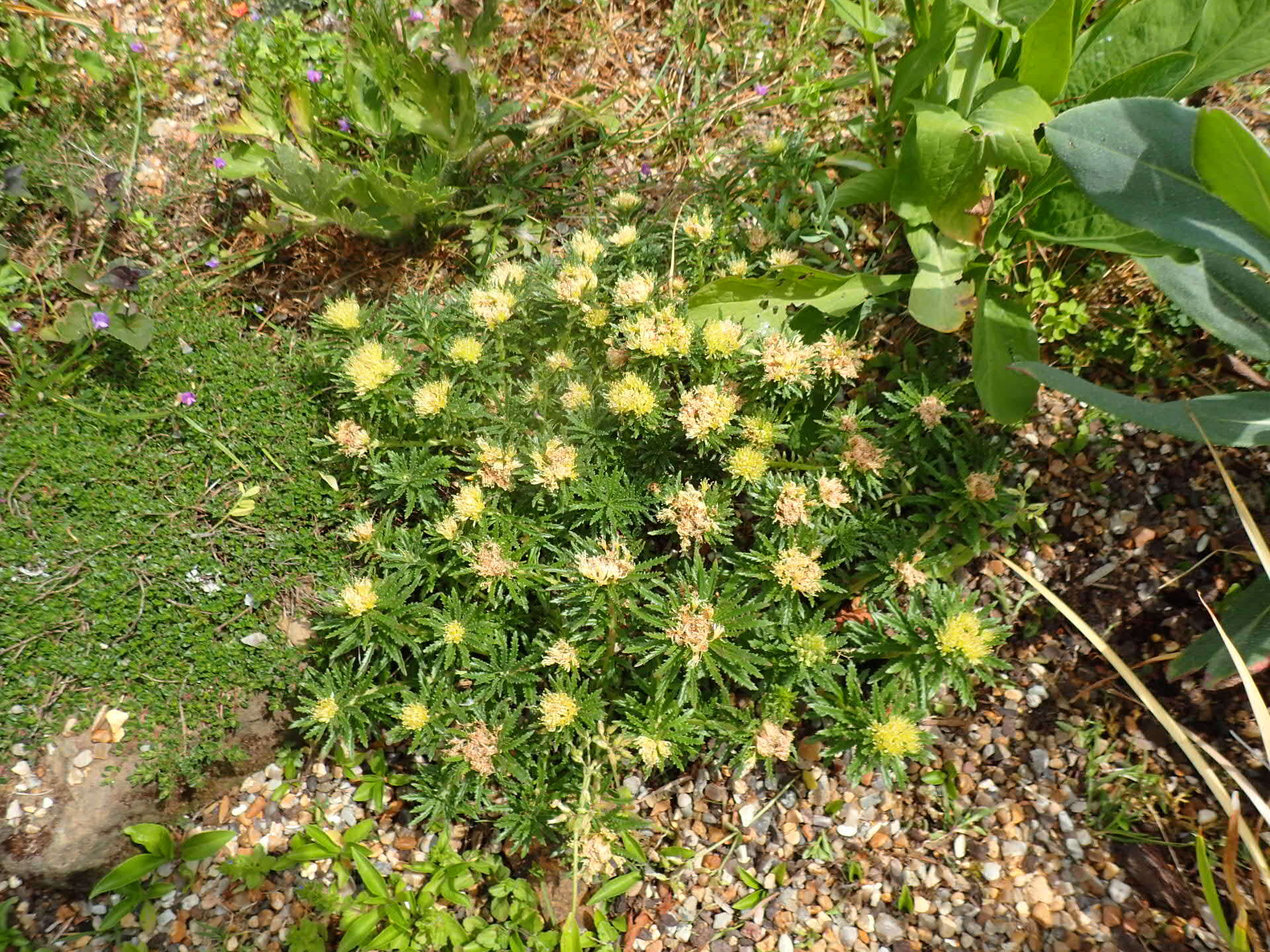 Image of stonecrop