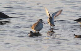 Image of Short-billed Dowitcher