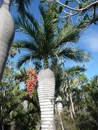 Image of Dominican cherry palm