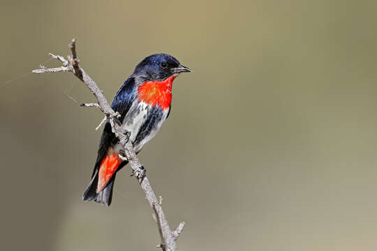 Image of Mistletoebird