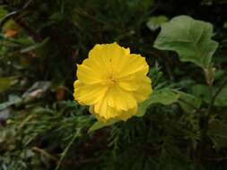 Image of sulphur cosmos