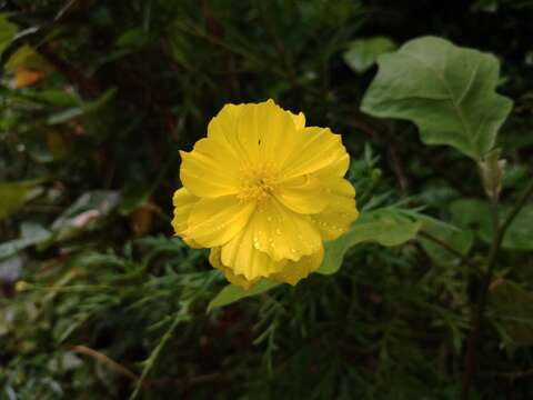 Image of sulphur cosmos