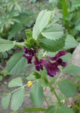 Image of purple broad vetch